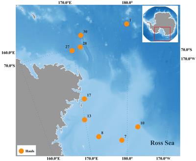 Interactions between krill and its predators in the western Ross Sea